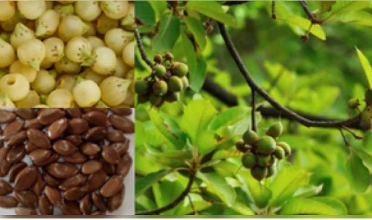 महुआ : प्रकृति का अनमोल उपहार, औषधीय गुणों की खान